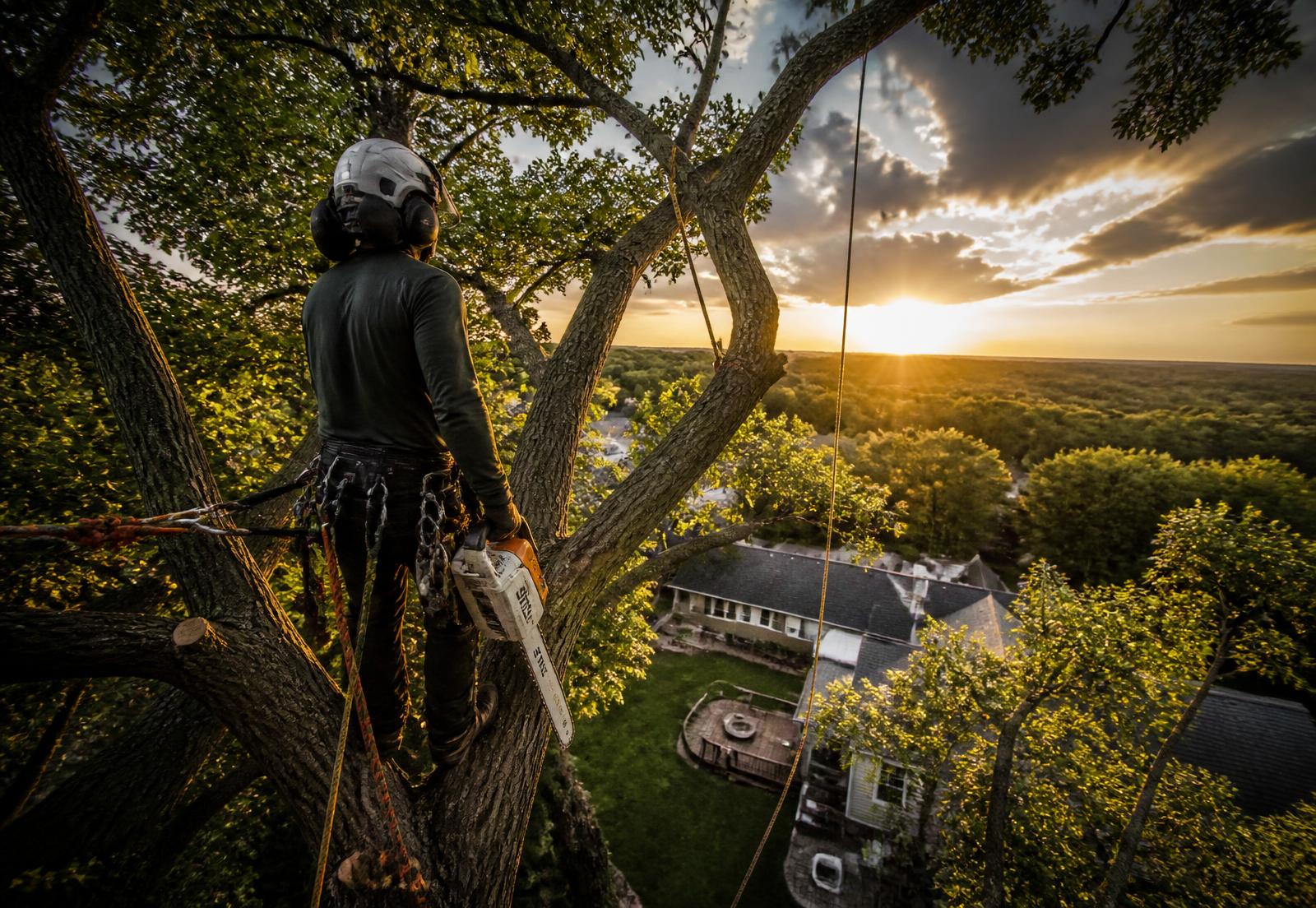 Certified arborist roped into a large tree above a Durham Region home
